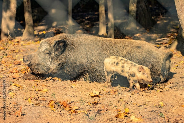 Obraz warthog in the wild