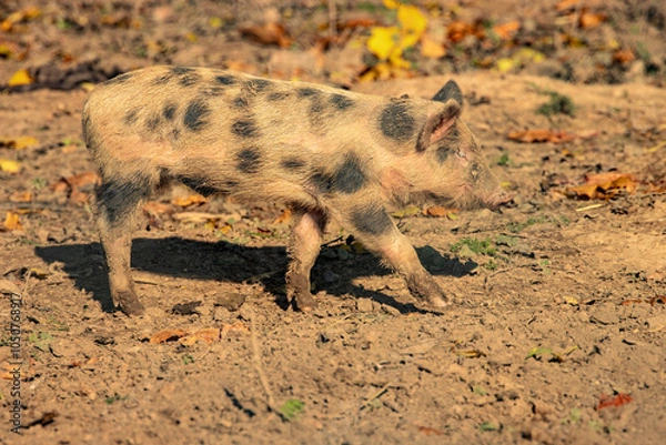 Obraz warthog in the wild