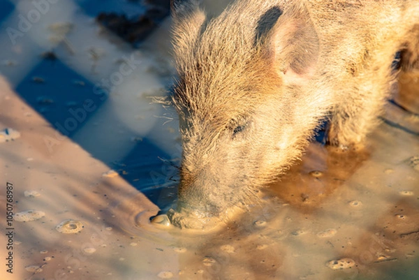 Obraz warthog in the wild