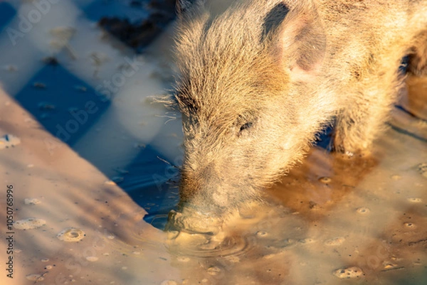 Obraz warthog in the wild