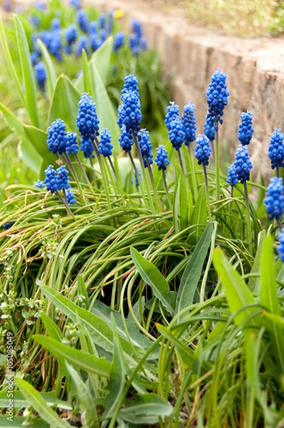 Fototapeta Grape Hyacinth