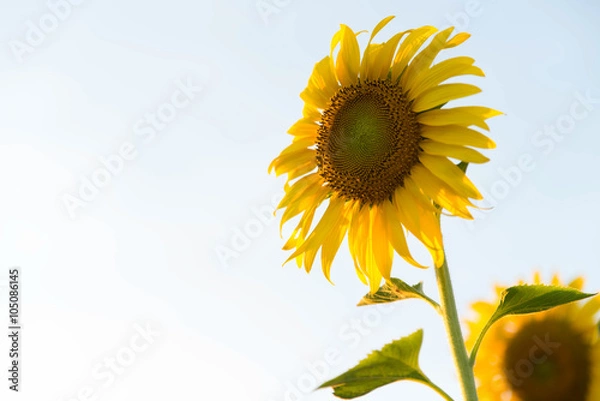 Obraz sunflower in white background