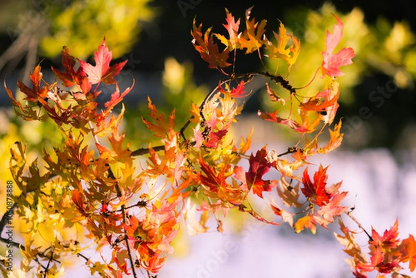 Obraz Mesmerizing, beautiful view of autumn colorful tree branches and leafs background, sunny day