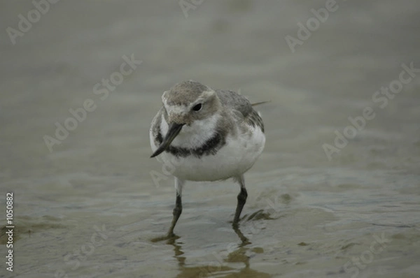 Obraz drôle de bec !
