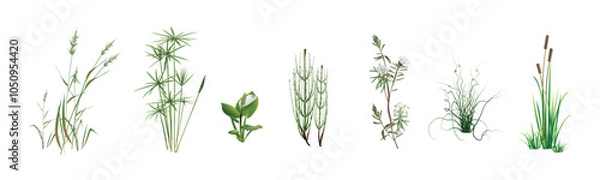 Fototapeta Cane, cyperus, swamp horsetail, marsh calla, wild rosemary, spreading rush Juncus spiralis, cattail. Tropical and temperate climate aquatic, coastal plants. Realistic drawings set isolated on white.