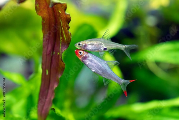 Fototapeta Rasbora Sawbwa - Sawbwa resplendens