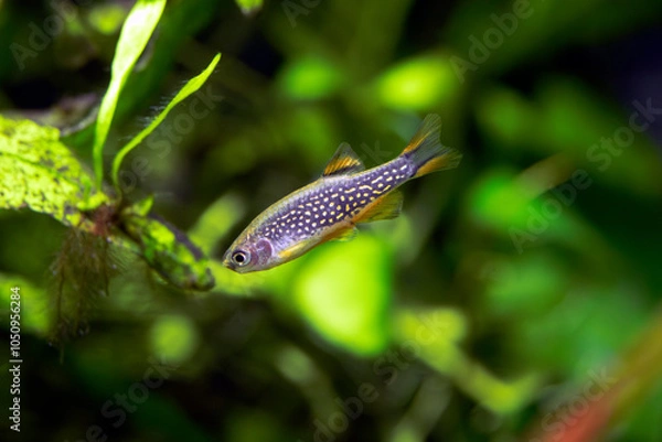 Obraz Danio margaritatus - Galaxy rasbora