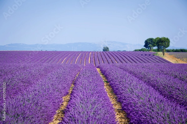 Fototapeta  Lavanda fields. Provence