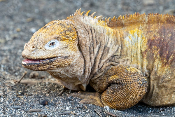 Fototapeta Close-up of a galapagos yellow land iguana looking at camera. Scales and teeth clearly visible