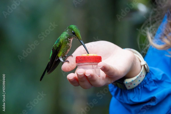 Fototapeta Large green-crowned brilliant hummingbird perched on a child's hand to drink nectar from a small feeder. Close-up view
