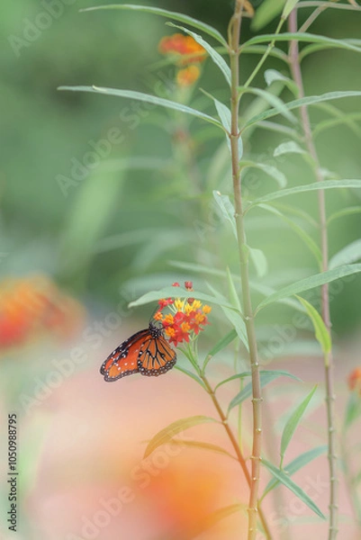 Obraz butterfly on a flower