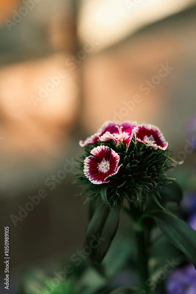 Obraz red flower macro