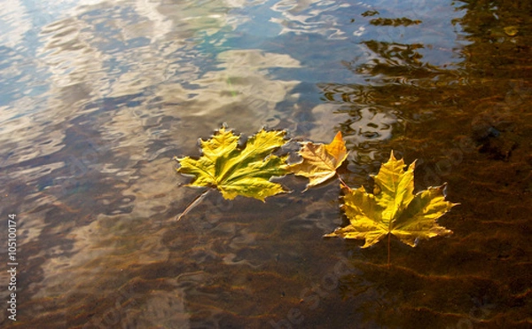 Obraz Autumn maple leaf on the water