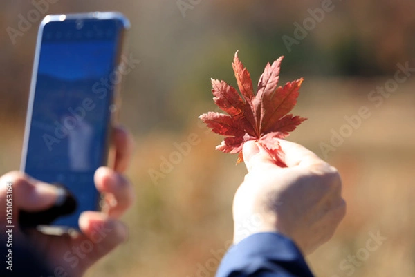 Obraz 紅葉　葉　スマートホンで撮影している女性　イメージ