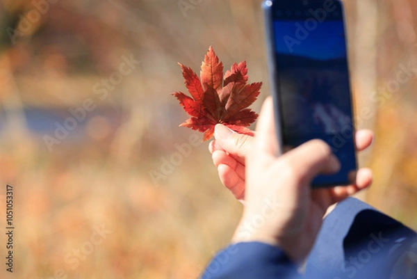 Obraz 紅葉　葉　スマートホンで撮影している女性　イメージ
