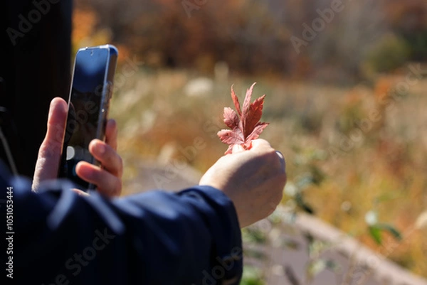 Obraz 紅葉　葉　スマートホンで撮影している女性　イメージ