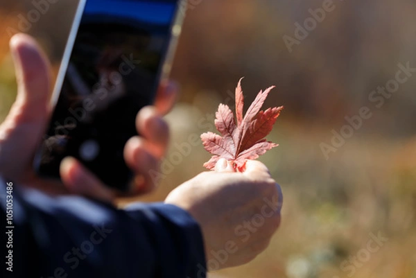 Obraz 紅葉　葉　スマートホンで撮影している女性　イメージ