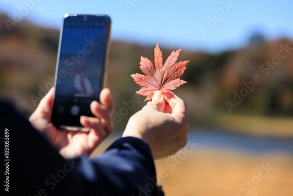 Obraz 紅葉　葉　スマートホンで撮影している女性　イメージ