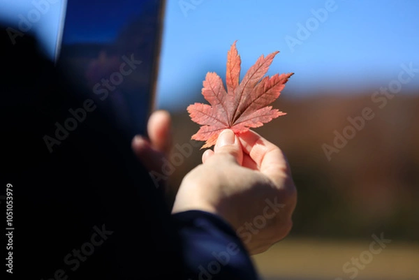 Obraz 紅葉　葉　スマートホンで撮影している女性　イメージ