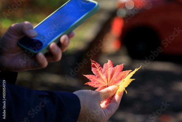 Obraz 紅葉　葉　スマートホンで撮影している女性　イメージ