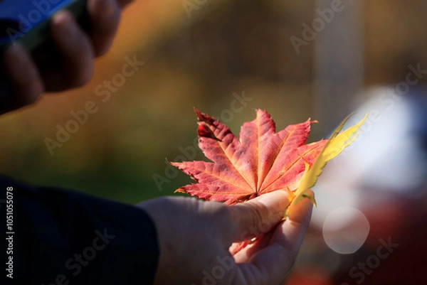 Obraz 紅葉　葉　スマートホンで撮影している女性　イメージ