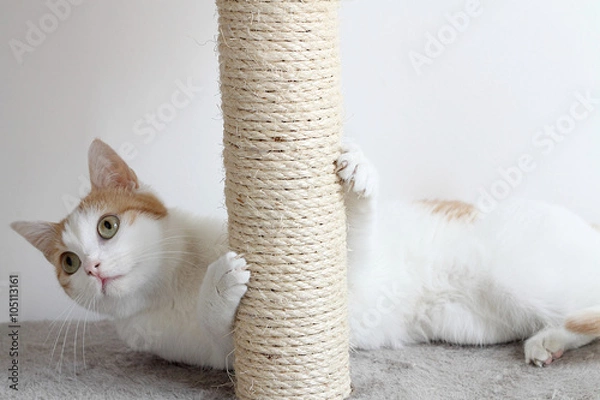 Obraz Red and white cat and scratching post