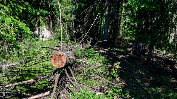 Obraz A lush, vibrant green forest filled with fallen trees and beautiful sunlight streaming through