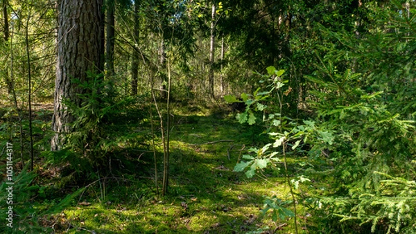 Obraz A peaceful forest with green moss on the ground and tall trees, highlighting natures beauty