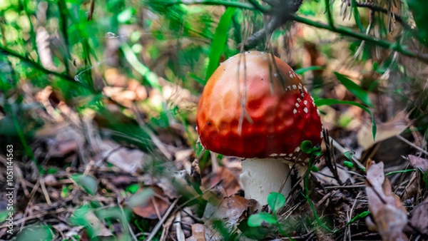 Obraz A Vibrant Red Mushroom nestled in the rich and colorful Underbrush of the Forest