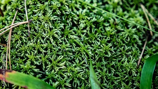 Obraz A vibrant Lush Green Moss Carpet nestled within its Natural Habitat, teeming with life