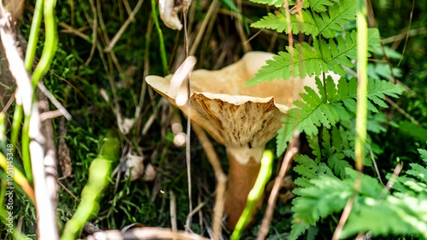 Obraz Mushrooms and beautiful Foliage thrive in a Lush and vibrant Forest Setting filled with life
