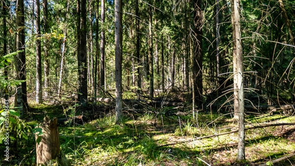 Obraz A peaceful forest with green moss on the ground and tall trees, highlighting natures beauty