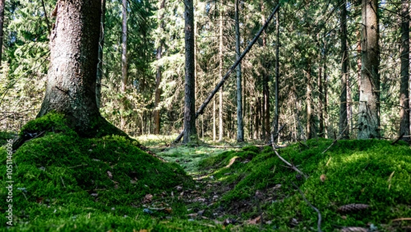 Obraz A peaceful forest with green moss on the ground and tall trees, highlighting natures beauty