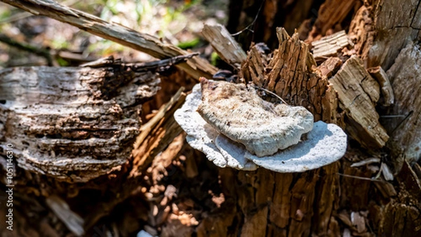 Obraz Mushrooms and beautiful Foliage thrive in a Lush and vibrant Forest Setting filled with life