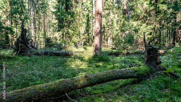 Obraz A lush, vibrant green forest filled with fallen trees and beautiful sunlight streaming through
