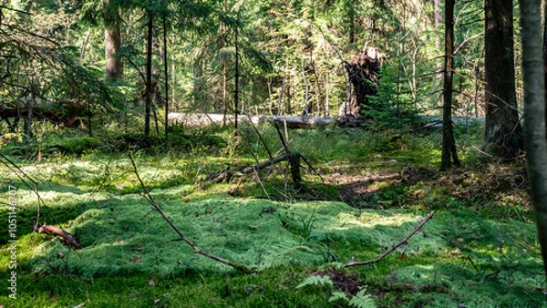 Obraz A Serene and Tranquil Forest Landscape Bathed in Sunlight, Surrounded by Lush Green Foliage