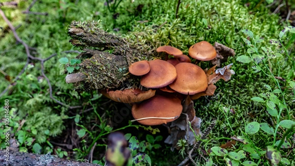 Obraz Mushrooms and beautiful Foliage thrive in a Lush and vibrant Forest Setting filled with life