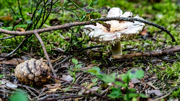 Obraz A serene landscape with power lines over tranquil water, surrounded by lush greenery