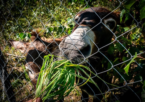 Obraz Feeding a lovely Donkey Through a Fence with Fresh and Delicious Greens from Nature