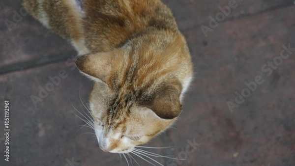 Fototapeta A cat with golden white fur is looking ahead taking a picture of it from the top side
