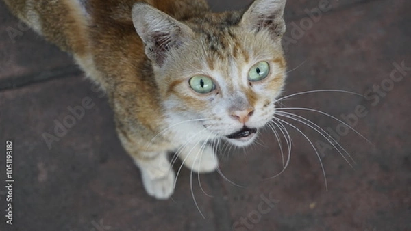 Fototapeta A white and gold patterned cat looks up at the camera
