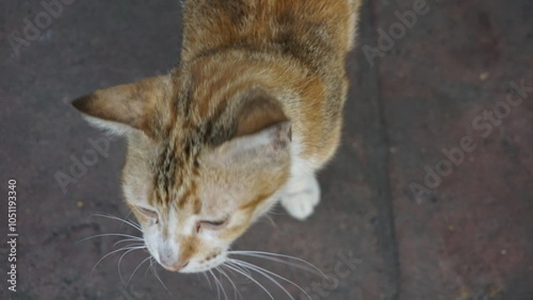 Fototapeta A cat with golden white fur is looking ahead taking a picture of it from the top side
