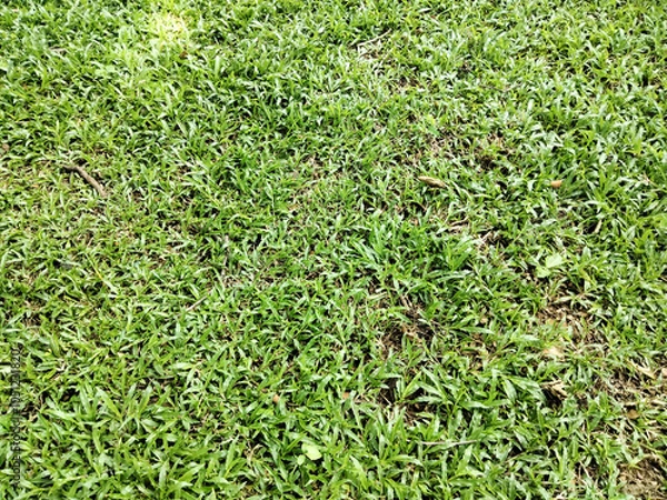 Fototapeta Lush Green Grass Carpet