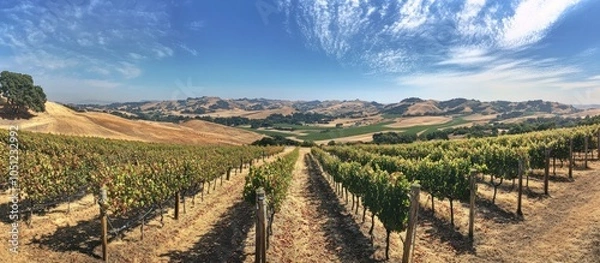 Fototapeta A panoramic view of a vineyard with rows of grapevines stretching towards distant hills under a clear blue sky with fluffy white clouds.