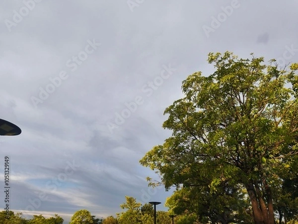 Fototapeta trees and sky