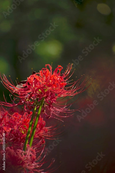 Fototapeta 真っ赤に輝く彼岸花