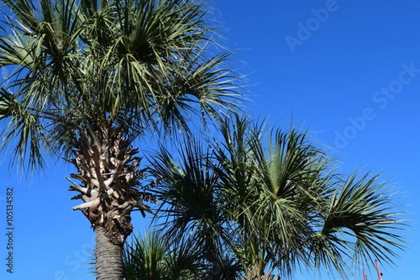 Fototapeta Palm trees 