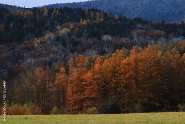 Fototapeta 晩秋　夕日に照らされる紅葉の木々