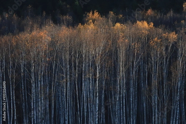 Fototapeta 晩秋　夕日に照らされる紅葉の木々