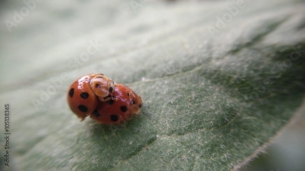 Obraz A litle bugs,insect, green